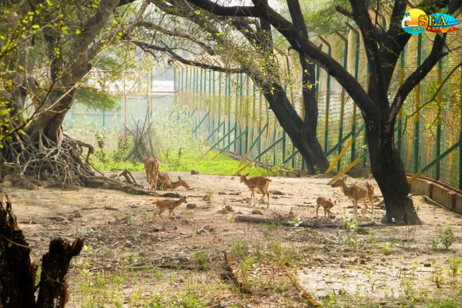 Bhadra Wildlife Sanctuary